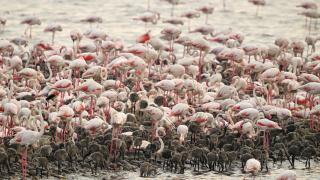 18 bin flamingo yumurtadan çıktı