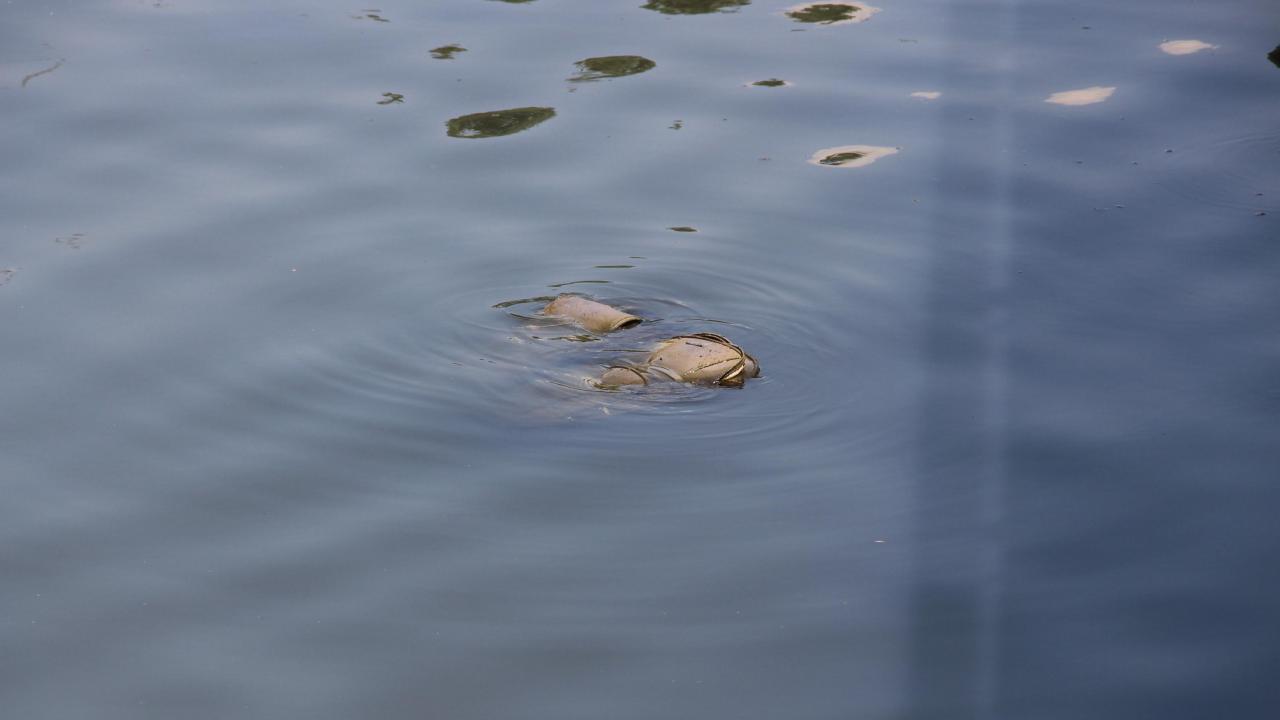 "Denetimlerin sıklaştırılması gerekiyor"