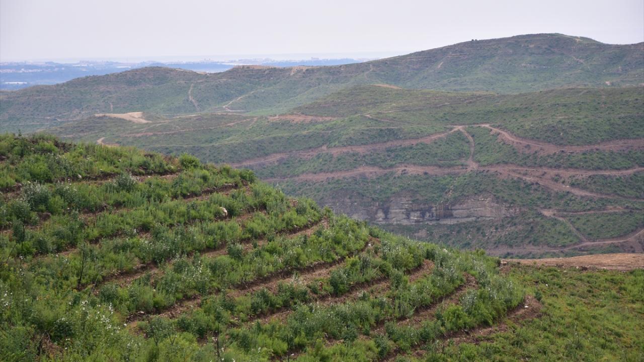 "Antalya`da yılda 250-300 orman yangını çıkıyor"