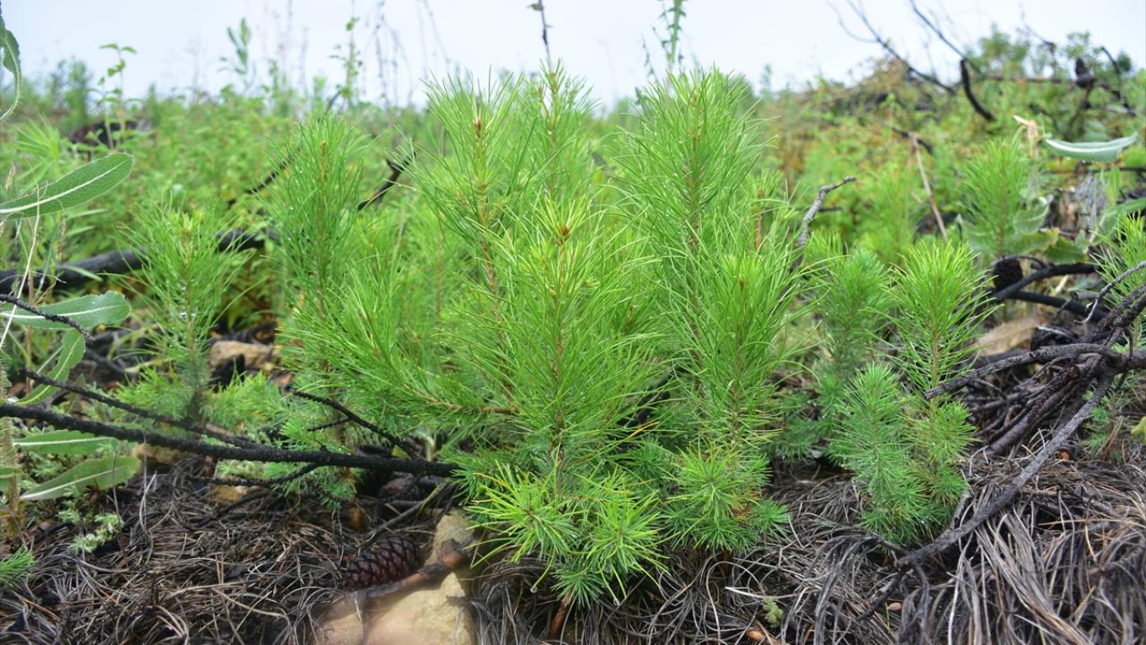 Yanan alanlarda bakım çalışması yapılıyor