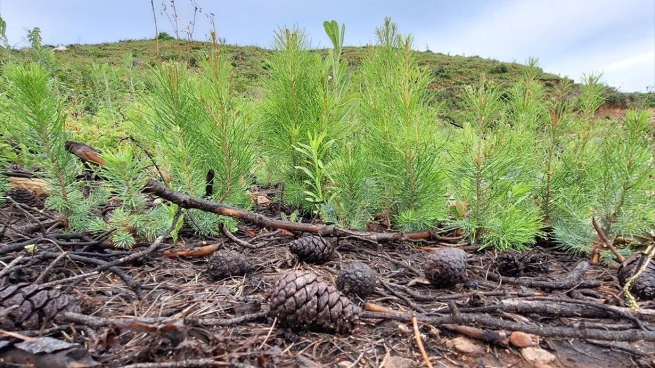 "Kızılçam ile gençleştirme yaptık"