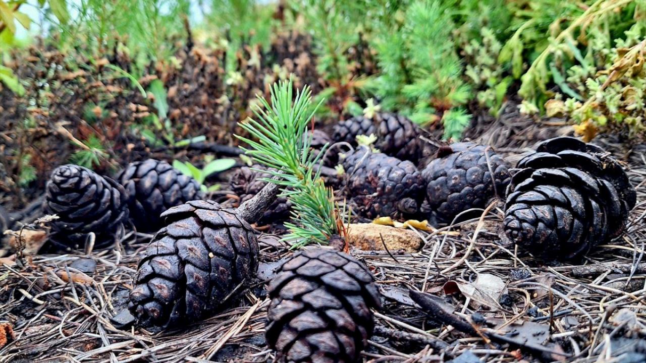 "Burada sadece ormancılık yaptık"