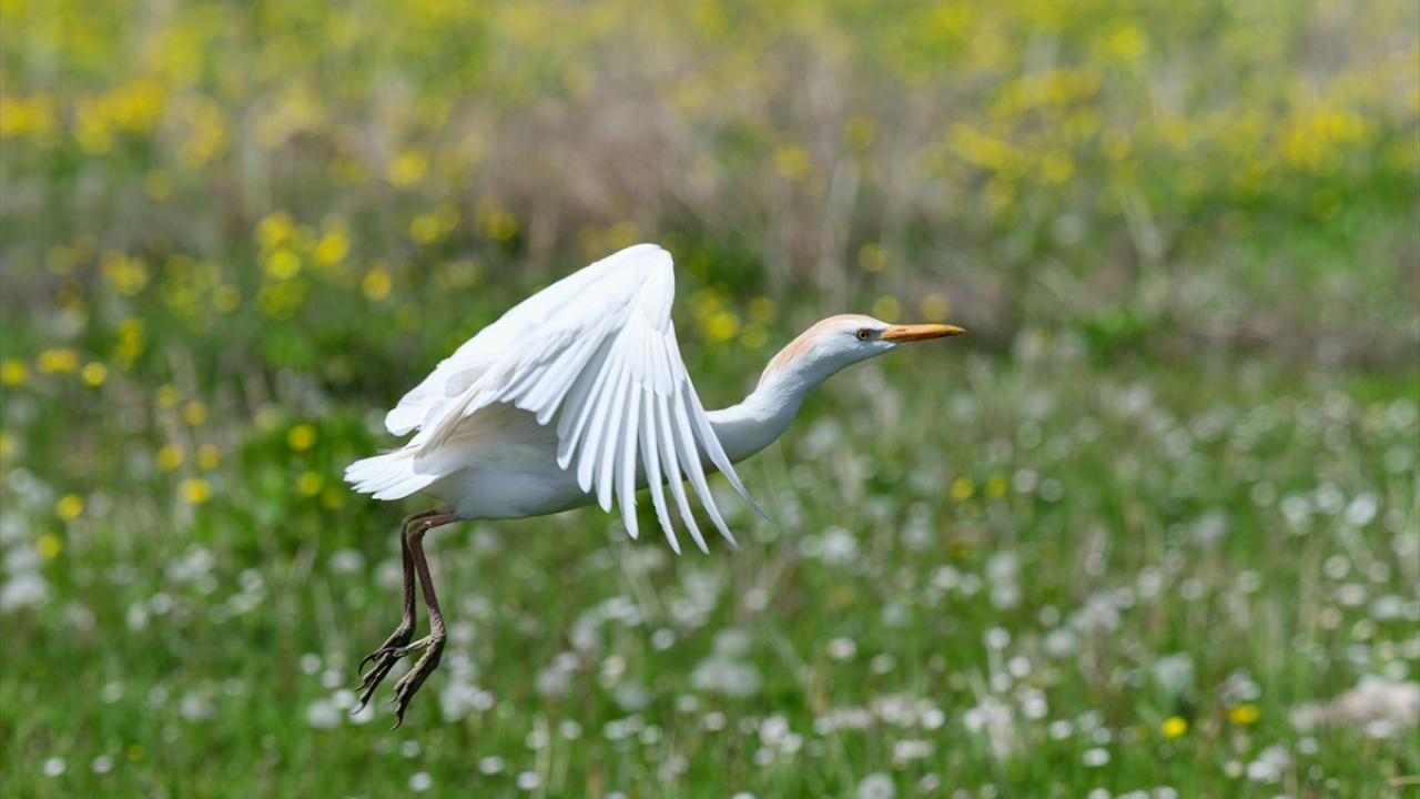 Sığır balıkçılı