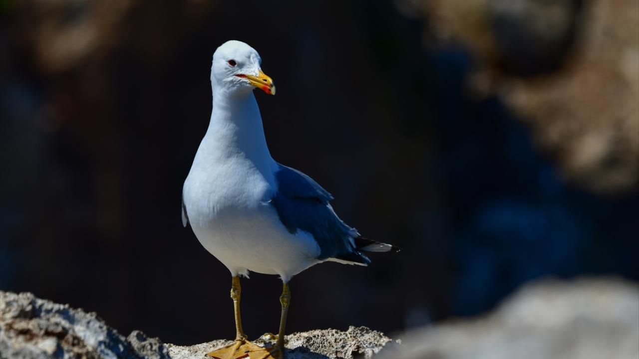 Van Gölü martısı 