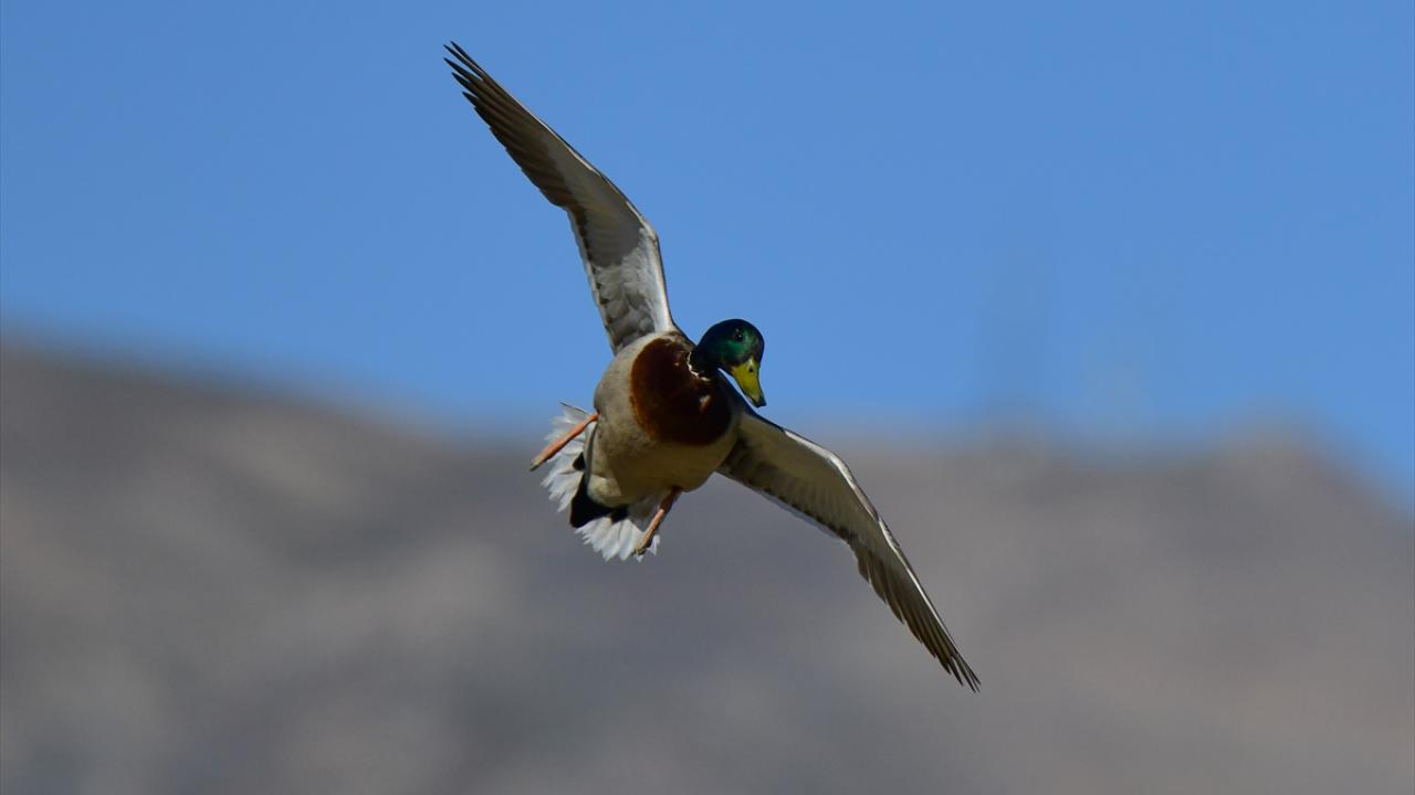 Yeşil başlı ördek