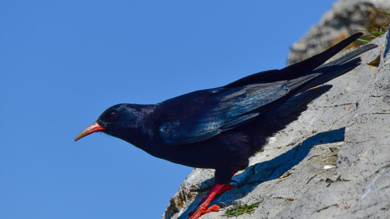 Kırmızı gagalı dağ kargası
