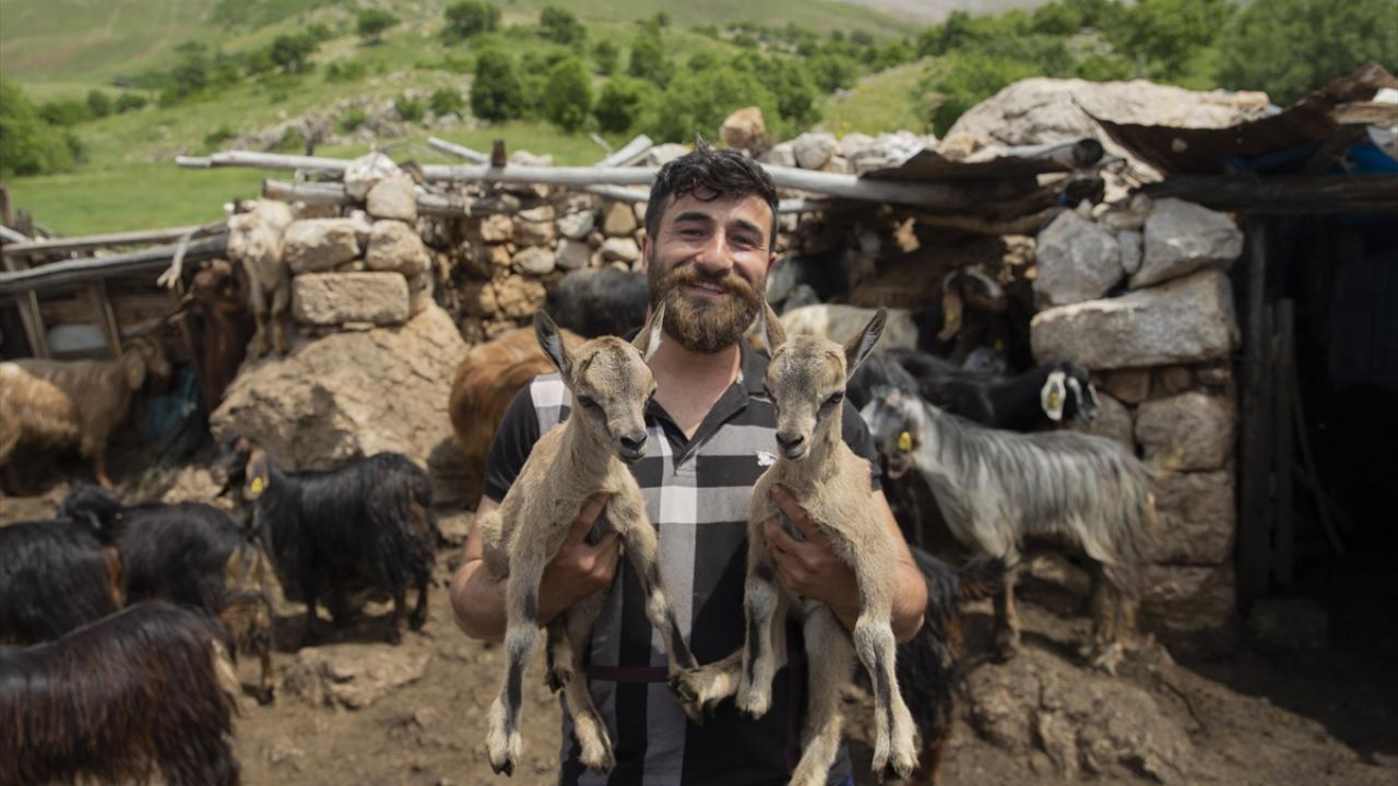 Hayatta kalacak erişkinliğe ulaştıklarında doğaya bırakılacaklar