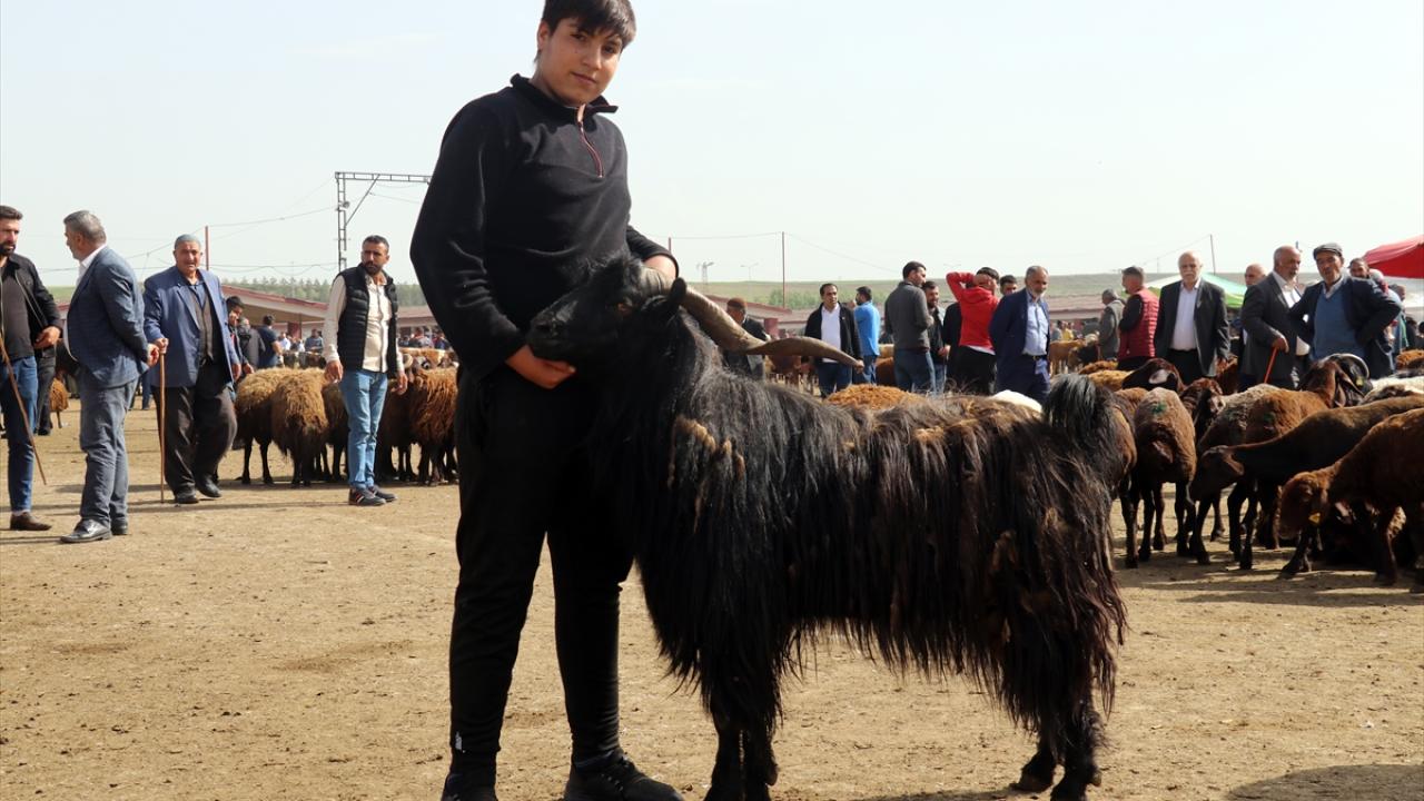 Kars`tan kurbanlık sevkleri 10 gündür devam ediyor