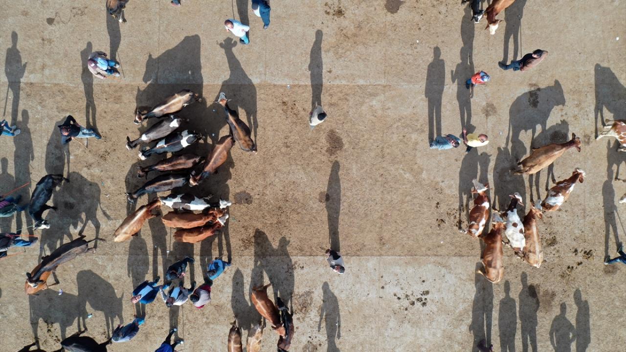 Ardahan`da sevkler artarak devam edecek