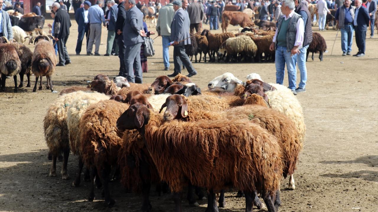 Ağrı`daki büyükbaşların yüzde 70`ine şap aşısı vuruldu