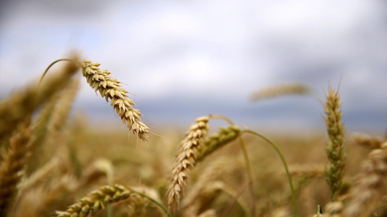 "Buğdayın durumu iyi görünüyor"