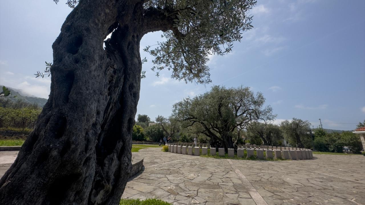 "Ağacın yaşı, İstanbul Üniversitesi Orman Fakültesi tarafından belirlendi"