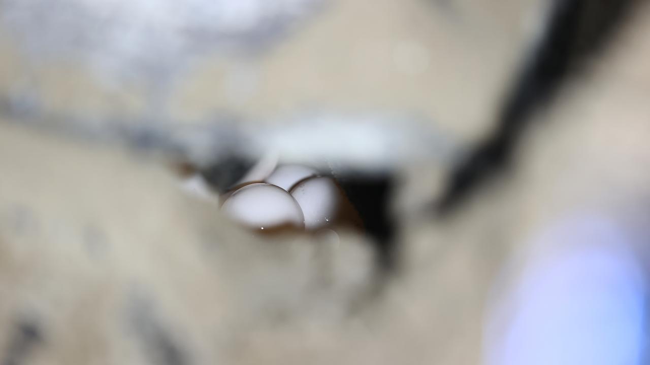 Yumurtlama döneminin ardından Kuzey Afrika kıyılarına göç ediyorlar