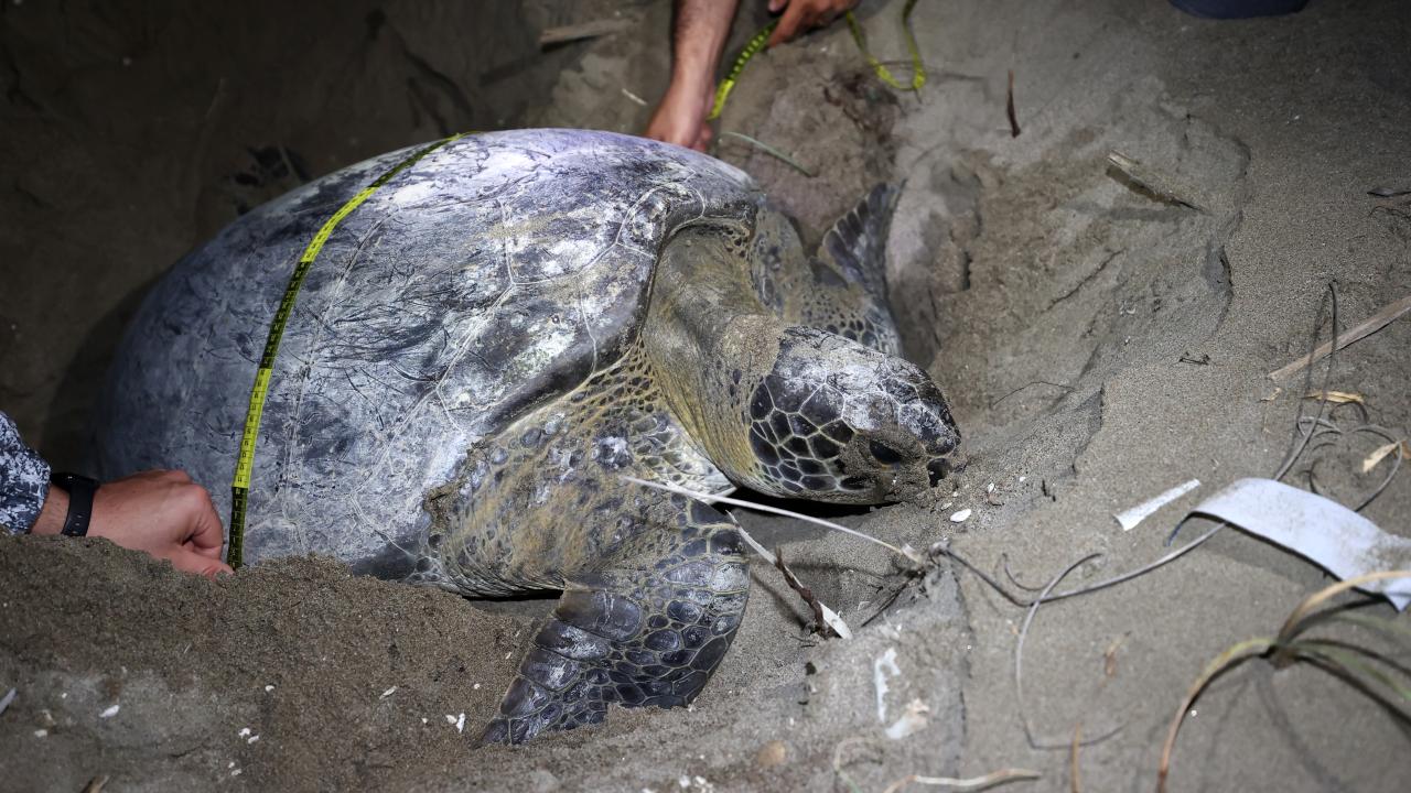 "Akdeniz`deki popülasyonu kritik seviyede tehlike altında"