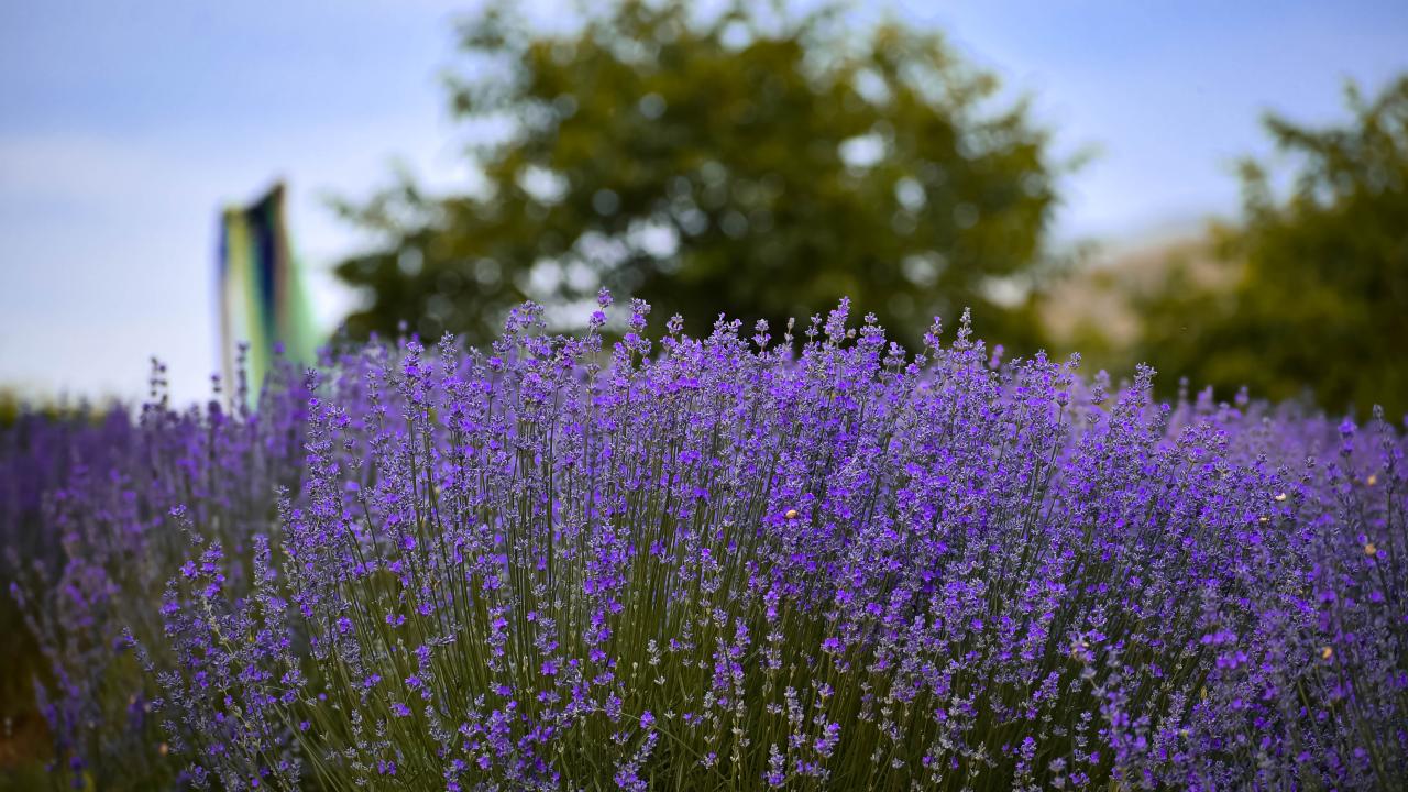 "Lavanta tarlalarıyla ilçede yeni bir turizm destinasyonu oluşturmayı hedefliyoruz"