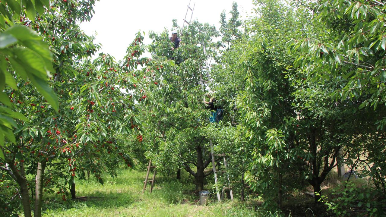 “Son iki yıl içinde 62 bin kiraz fidanı dağıttık”