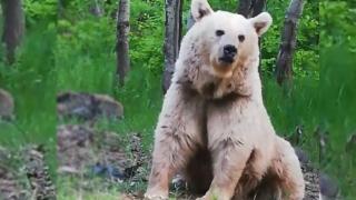 Bitlis'te ayı ağaç dalındaki ekmeği aldı: O anlar kamerada