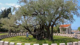 Karadağ'da 2 bin 248 yaşındaki zeytin ağacı yıllara meydan okuyor