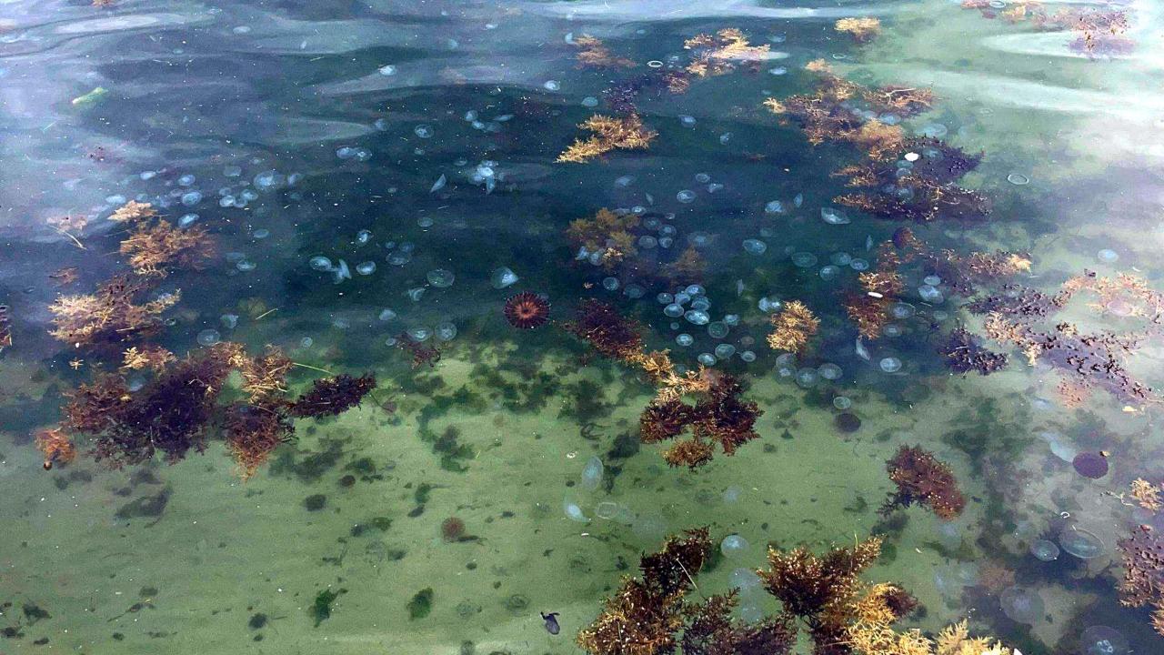 "Denizanası ile beslenen balık türleri yok, popülasyonu artıyor"