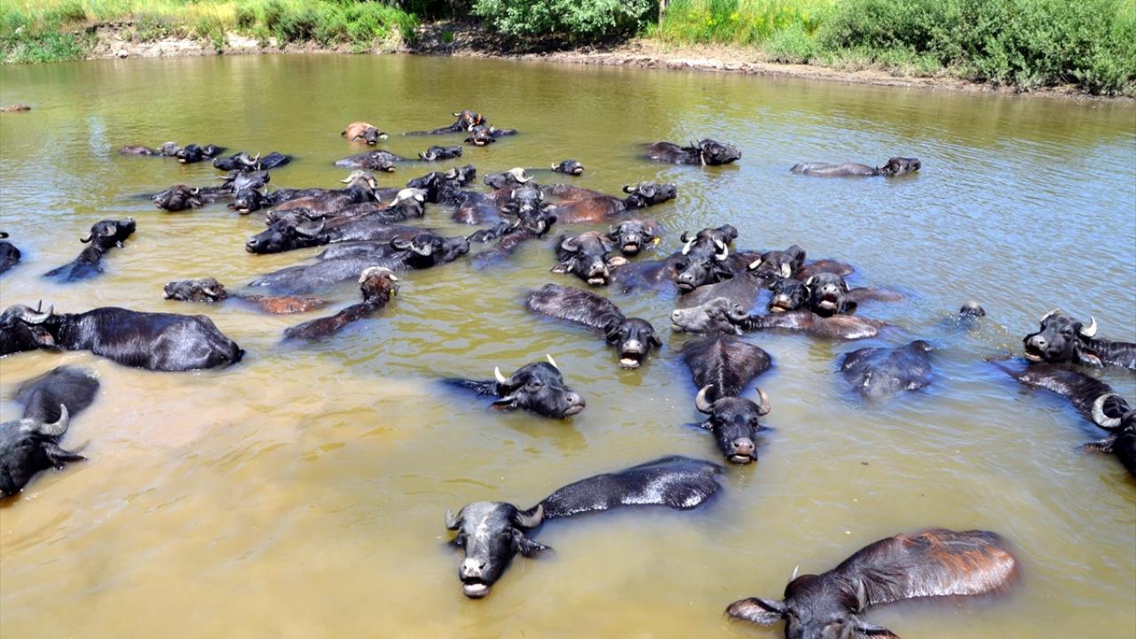Çobanlar sıcaktan bunalan mandaları nehirde serinletiyor