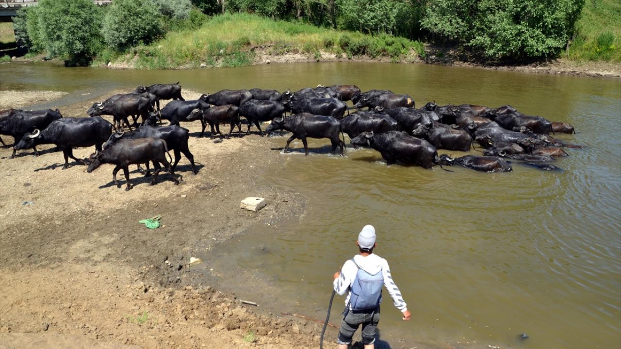 Çobanlar sıcaktan bunalan mandaları nehirde serinletiyor