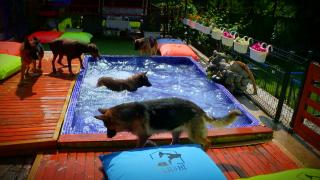 Evcil hayvan otelleri ne kadar?