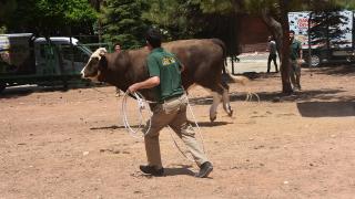 Gaziantep'te kurban yakalama timi göreve hazır
