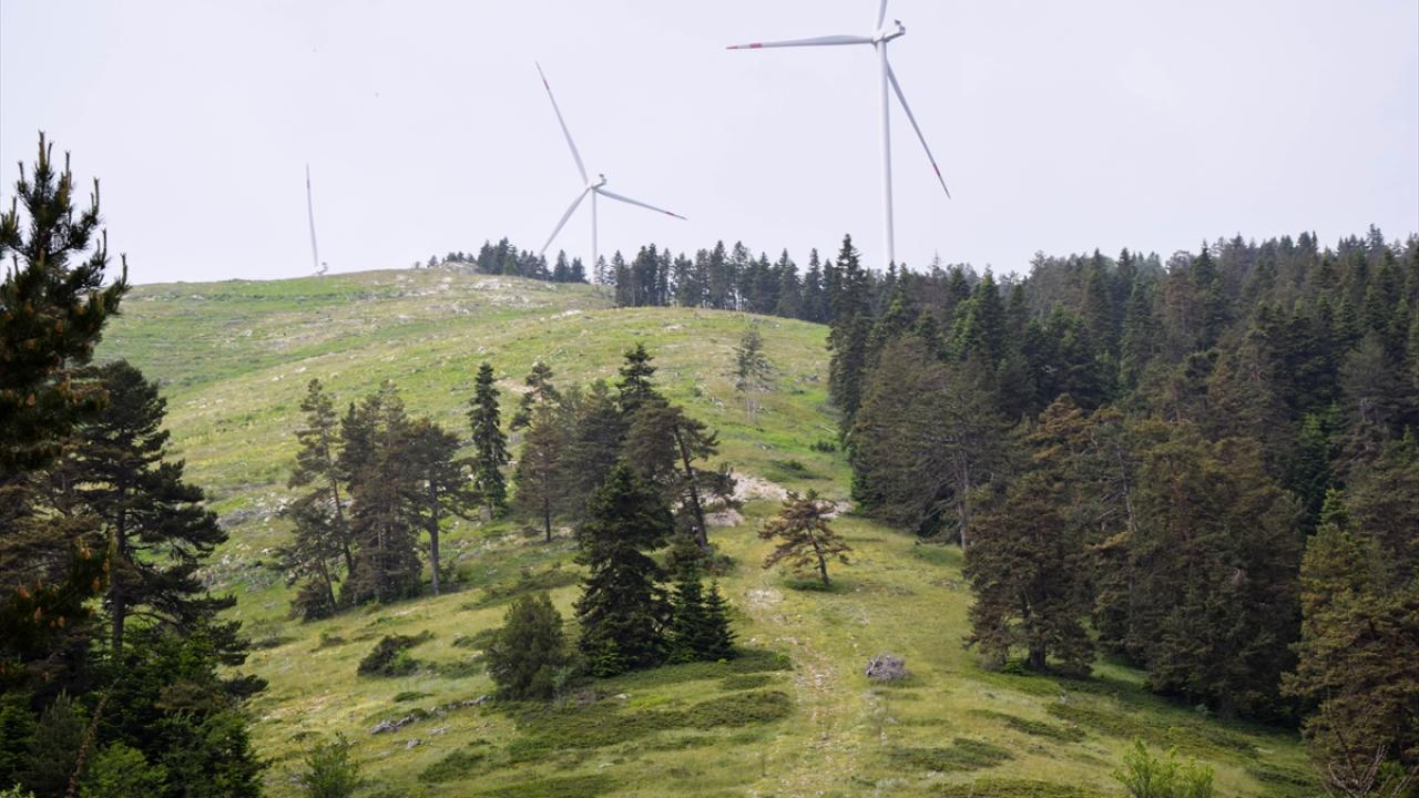 "Fidanlarımızın bakımlarımızla daha iyi olması için uğraşıyoruz"
