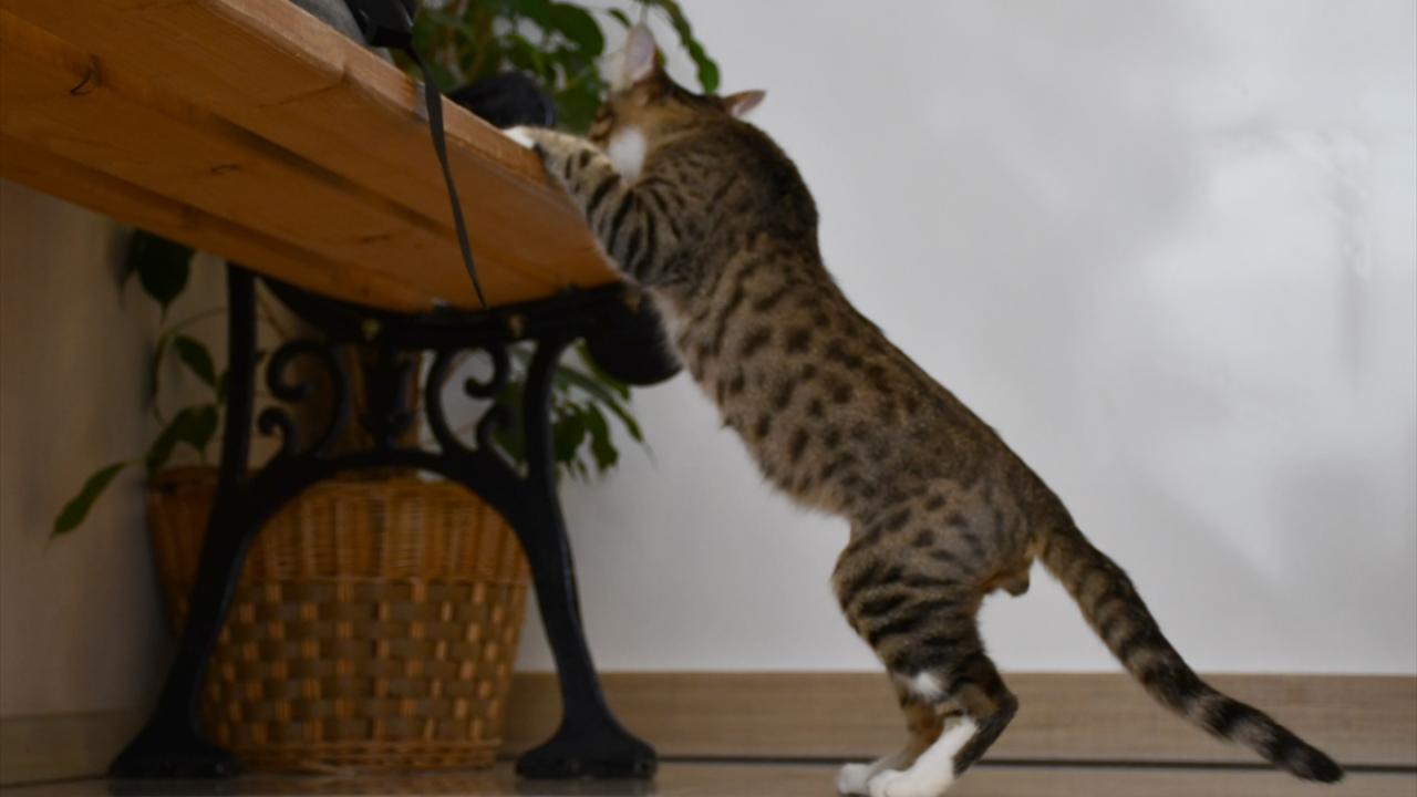 Badem, 35`inci günden itibaren yürümeye başladı