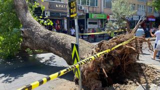 İstanbul'da 20 metrelik çınar ağacı yola devrildi, cadde trafiğe kapandı