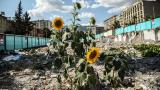Deprem bölgesinde umudun adı: Ayçiçeği
