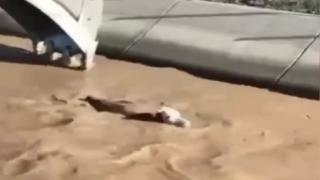 Sulama kanalında sürüklenen boğayı tek hamlede kurtardı