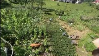 Çay bahçesine kaçan kurbanlık sahiplerine zor anlar yaşattı