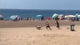 Plajda kaçan kurbanlığı kovaladılar