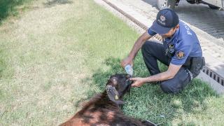 Otomobilin çarptığı kurbanlık keçiye polis su içirdi