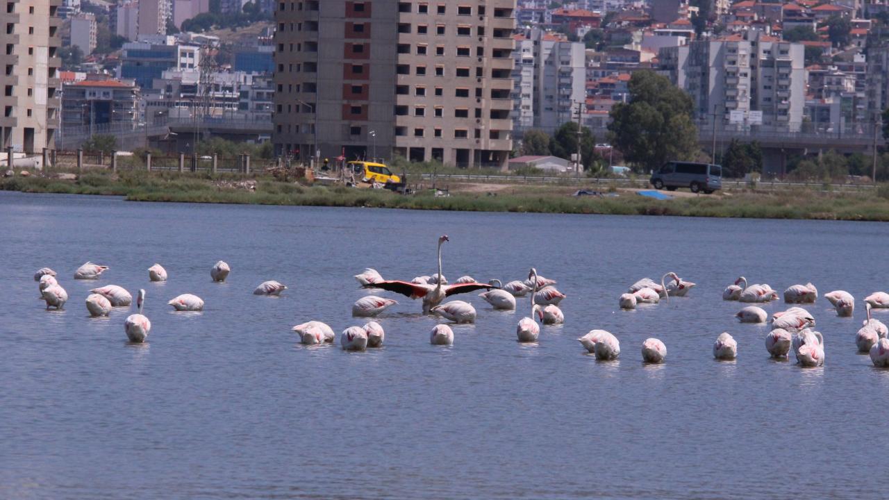 “Flamingoların uçuşlarını gördüm”