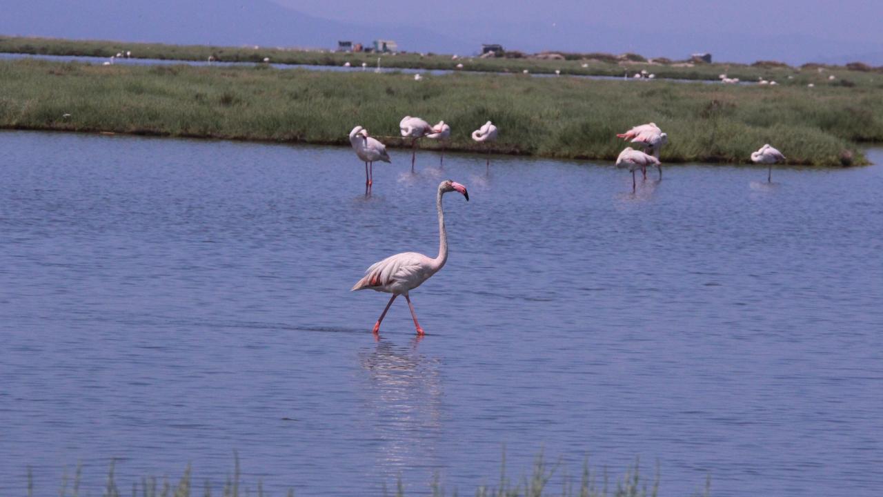 “Bu kadar fazla flamingo olduğunu bilmiyorduk”