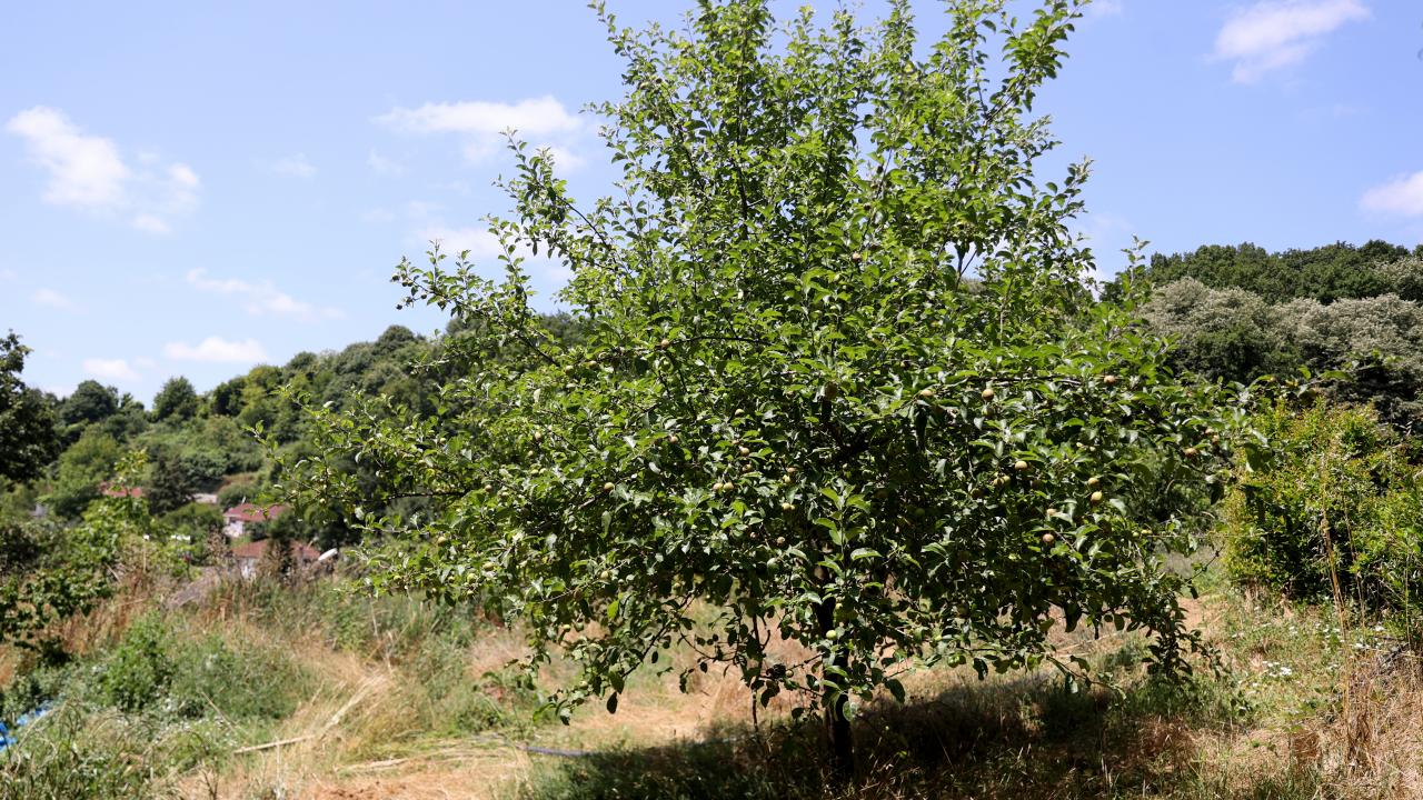 Permakültürün birçok ilkesi arazide uygulanıyor