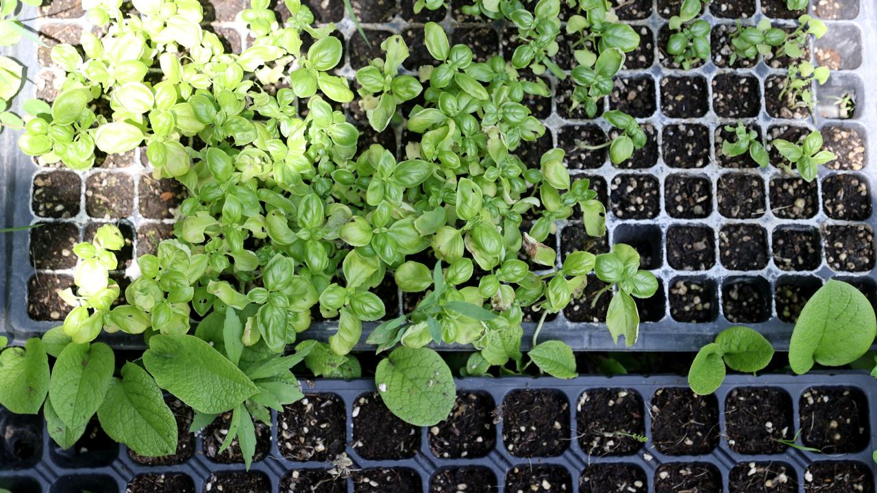 Organik atıkları komposta, budama atıklarını biyolojik kömüre dönüştürüyorlar