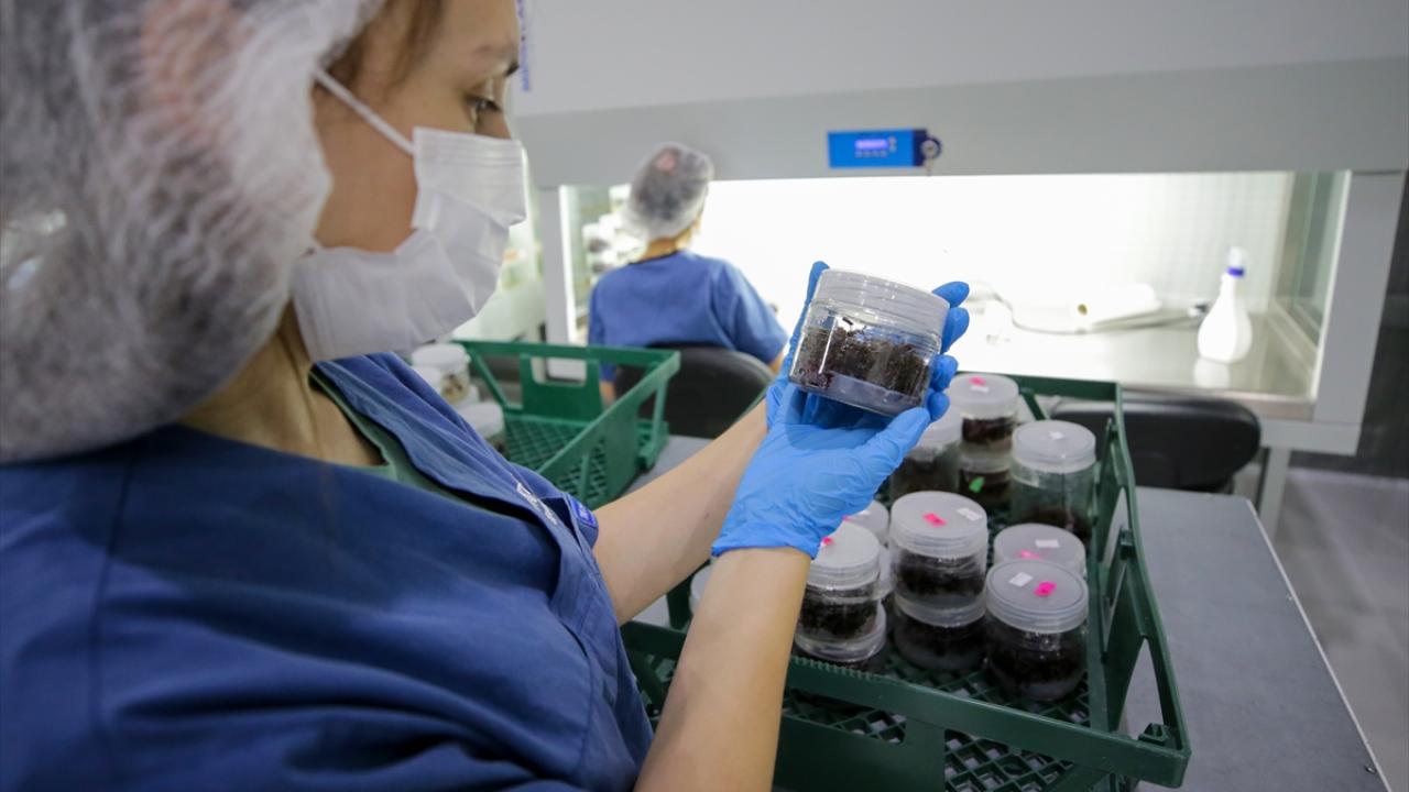 "Yanlış fidan ve sıkıntılı ürünlerden dolayı ciddi bedeller ödedik"