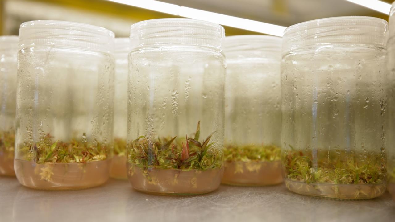 "Mikroplardan arındırılmış, sağlıklı bitkiler üretiyoruz"