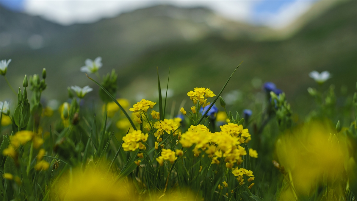Ziyaretçiler yeniden gelmeyi planlıyor