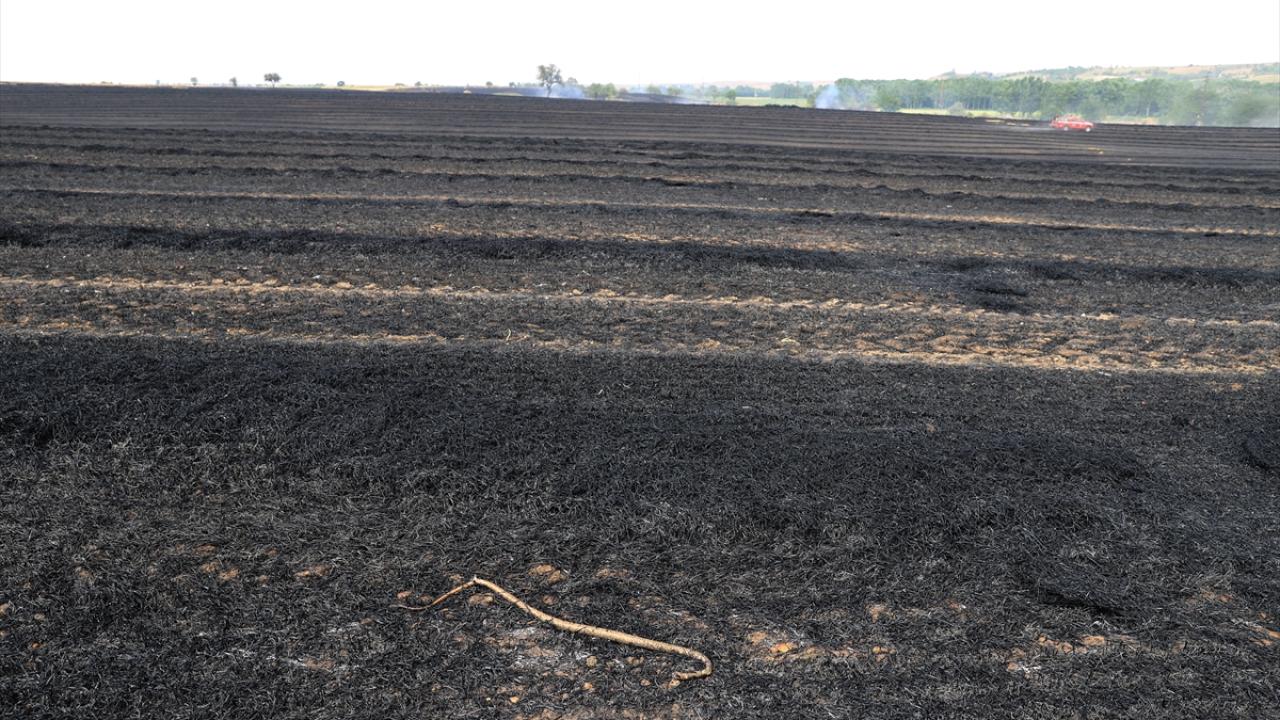 Trakya`da ekili alanlardaki yangınlarda artış var