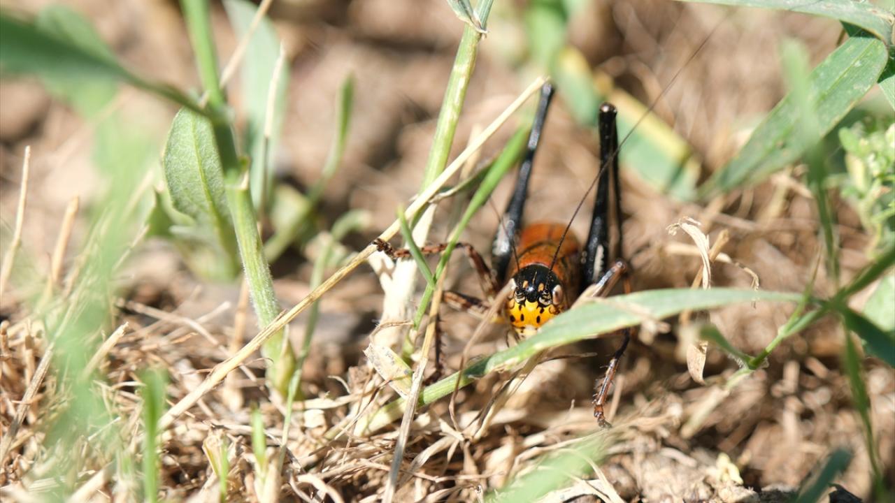Önlem alınmadığında çekirge sayısının daha da artacağı uyarısı