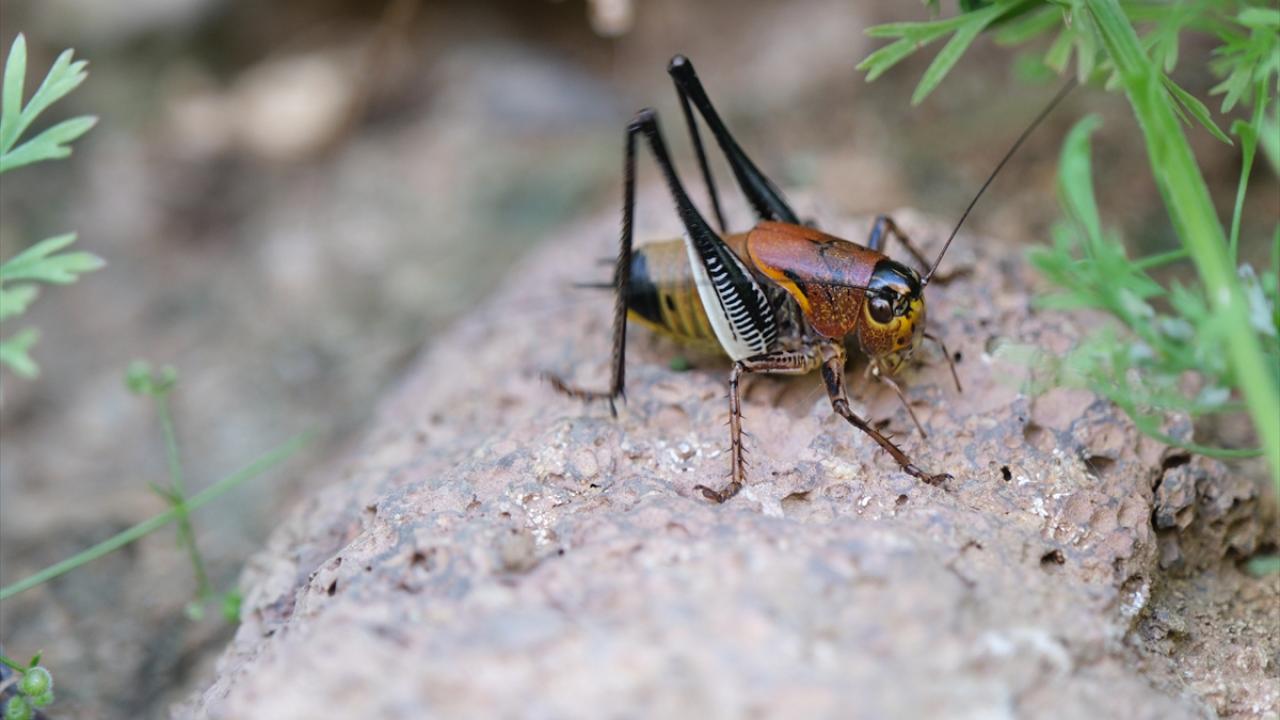 "Fideleri, meyve tomurcuklarını yiyor"