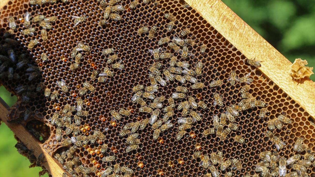 "Arıcılık yapan herkes fidan dikmeli"