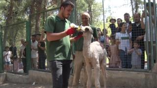 Beş gün önce dünyaya gelen yavru albino deveye özel ilgi