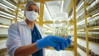 Antalya'da laboratuvar ortamında verimi yüksek yerli fidanlar üretiliyor