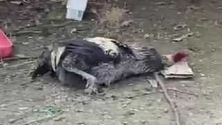 Nefesi tükenen horoz öterken bayıldı