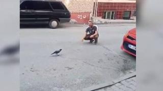Karga yavrusuyla dostluğu görenleri şaşırtıyor